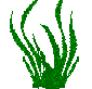 algue