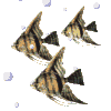 Poissons